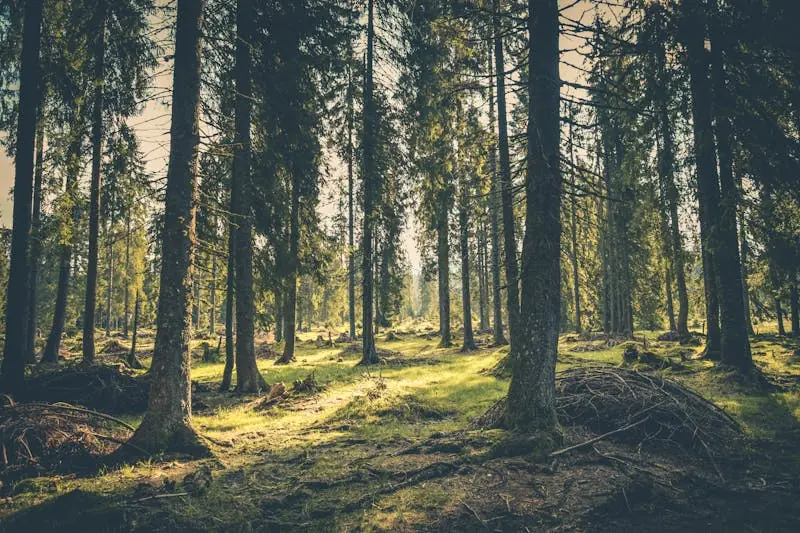 30 Day Rewilding Challenge
